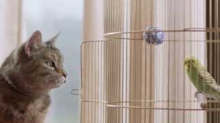 Freeview TV ad - Cat & Budgie #catandbudgie