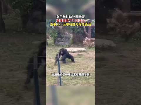 動物園猩猩扔水瓶砸傷遊客 園方:猩猩正當防衛