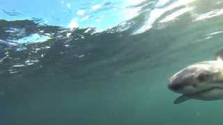 Juvenile White shark, Northern beaches, Sydney Australia