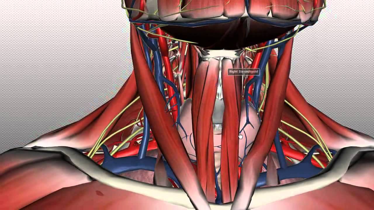 Neck Anatomy - Organisation of the Neck - Part 1 - YouTube