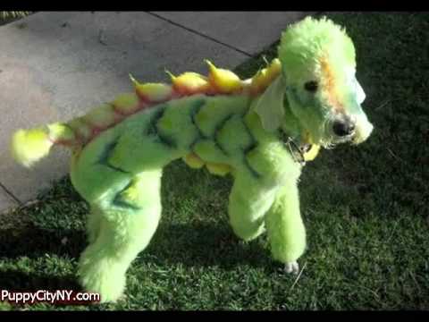 Crazy Dog Grooming!