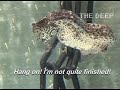 Male seahorse giving birth at The Deep Hull