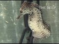 Male seahorse giving birth at The Deep Hull