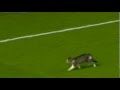 Le chat d'Anfield road devient une star sur internet - zedgate.com