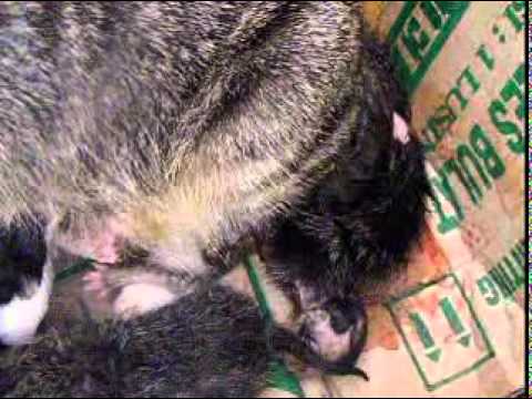 proses kelahiran anak kucing - YouTube