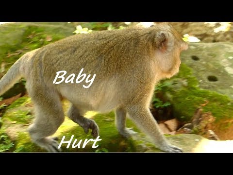 Pity Jane Monkey Hurt Leg | Jane Hungry | Jane Try Walking & Baby Action In Belly | Monkey Crying