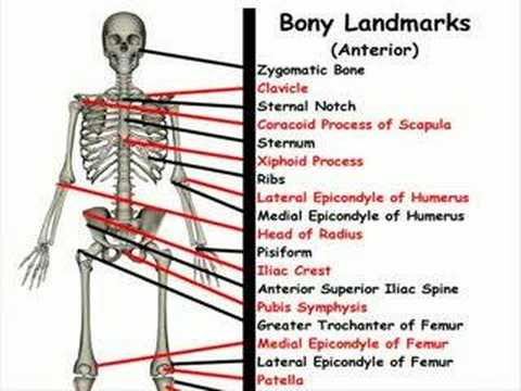 Anterior Bone Landmarks - YouTube