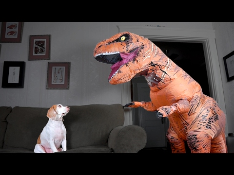 T-Rex Befriends Dog: Funny Dog Maymo