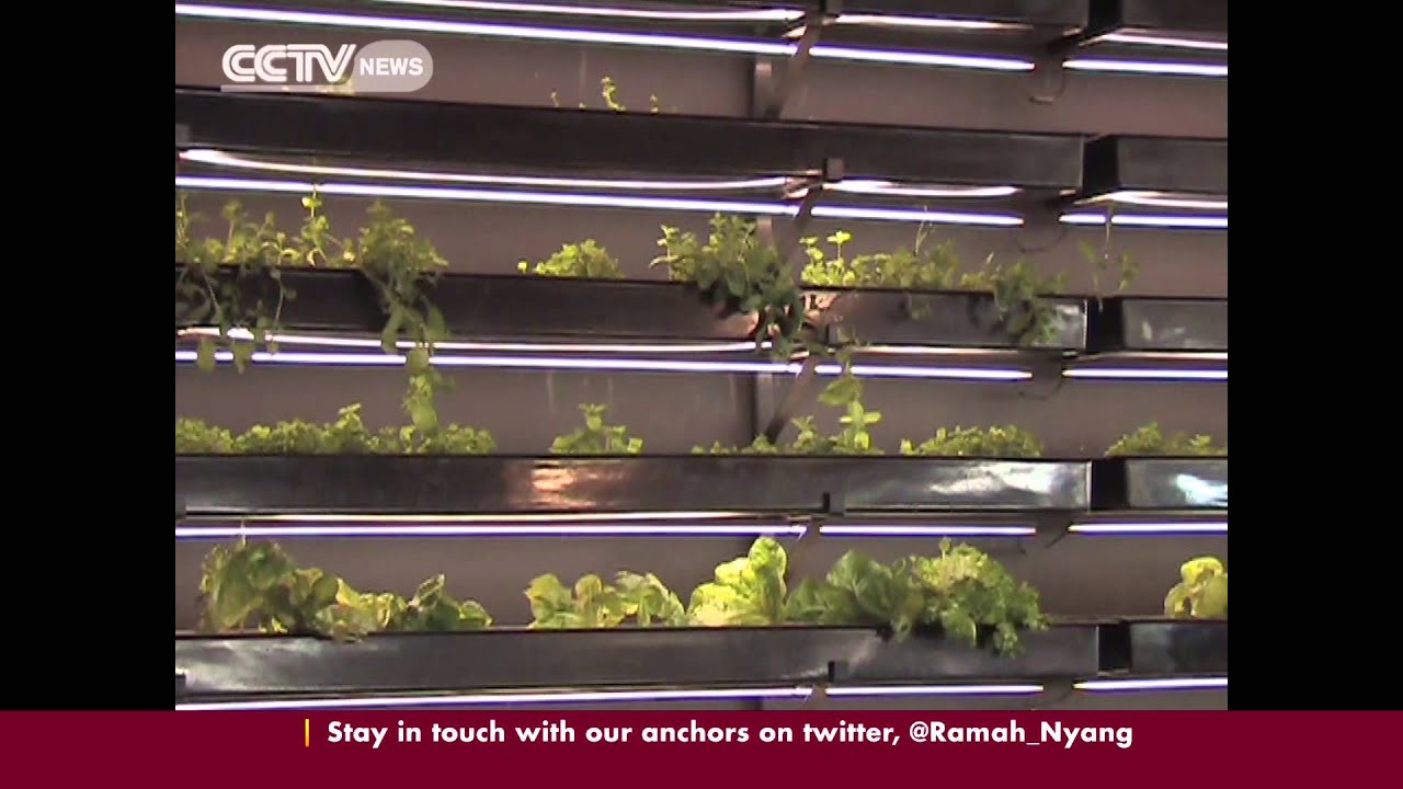 Aquaponics in South Africa: Fish and plants live in symbiosis 