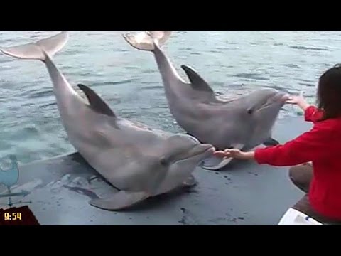 A colazione con i delfini all'acquario di Genova