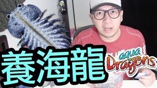 【Vlog】我的海龍寶寶（上）