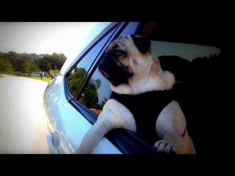 pug driving car hqdefault jpg pug driving car hqdefault jpg