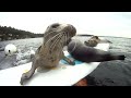 Seal Pup Slip n' Slide (surfboard remote camera)
