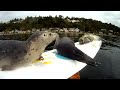Seal Pup Slip n' Slide (surfboard remote camera)
