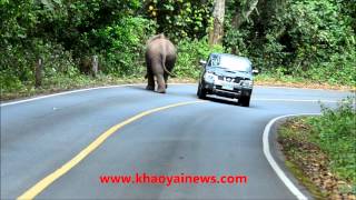 angry wild elephant attacks car