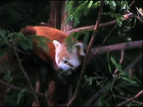 signature red panda