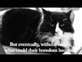 Henri -