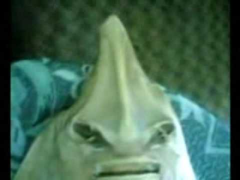 Anak Derhaka Jadi Pari? - YouTube