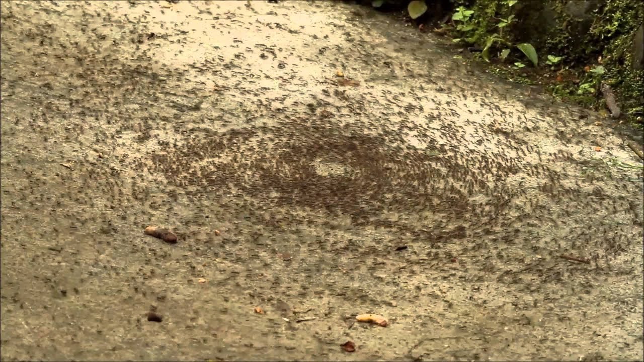 death spiral ants