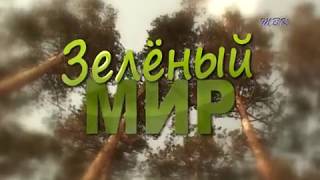 Зеленый мир