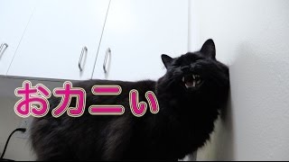 しおちゃんの「おカニぃ」Theo says "Crab! (Okani)"