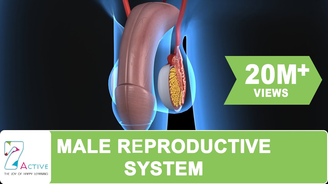 Male Reproductive system of Human - YouTube