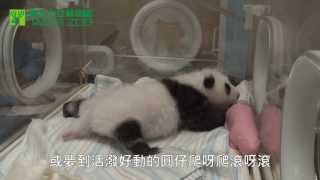 圓仔乾媽-保育員甘苦談 Daily Life Of Baby Giant Panda's Keeper