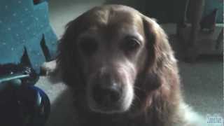 Golden Retriever Chewing Jube Jubes