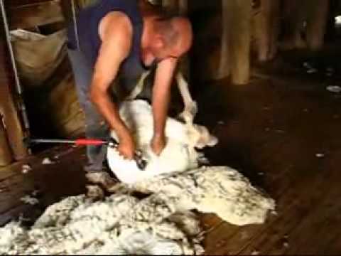 Shearing