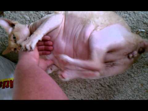 Spot the fat hairless cat! - YouTube