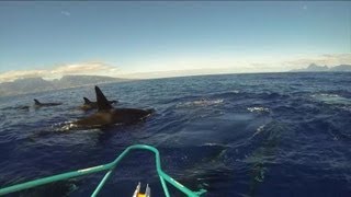 Des orques escortent un bateau de pêche près de Tahiti