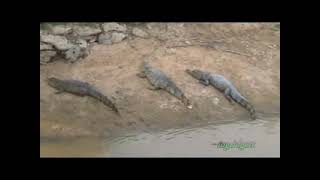 Woman jumps off bridge,fill with piranhas Suicida se lanza de puente lleno de cocodrilos y pirañas