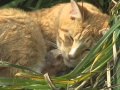 Winky: A Feral Cat