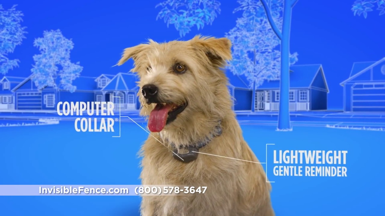 Invisible Fence® Brand Total Solutions YouTube