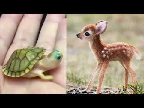 Cute baby animals Videos Compilation cute moment of the animals - Cutest Animals #3