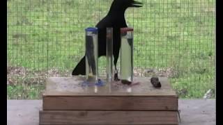 Physics-minded crow brings Aesop's fable to life