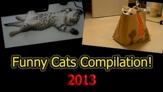 Funny Cats Compilation 2013