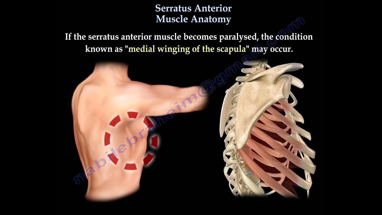 Serratus Anterior Muscle Anatomy - Everything You Need To Know - Dr