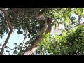 San Diego Zoo Koala Research on St. Bees Island Australia