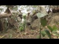 San Diego Zoo Koala Research on St. Bees Island Australia