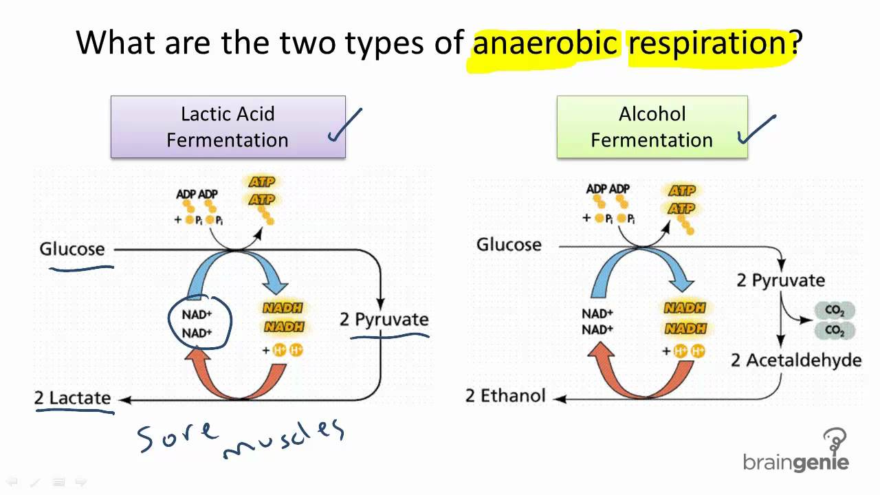 What are two types of cellular respiration   answers.com