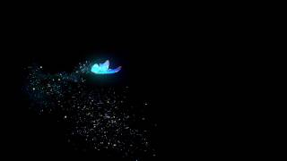 C4D+AE butterfly