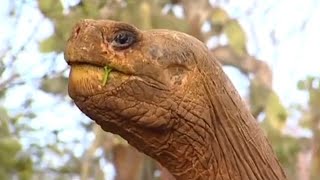 The Loneliest Animal On The Planet The Loneliest Animal On The Planet