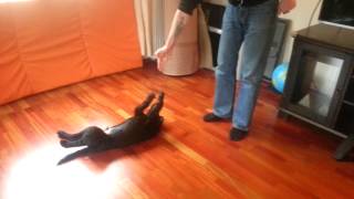 Joker plays dead dog trick :D