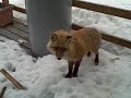 An eagle, a fox and my cat all getting along fine on my porch