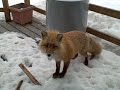 An eagle, a fox and my cat all getting along fine on my porch