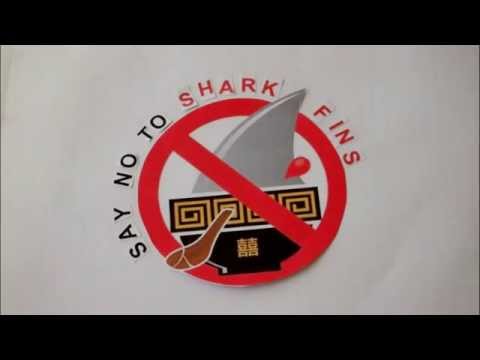 Stop eating shark fin soup