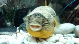 MBU Puffing up