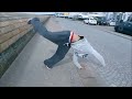 The World's Best Parkour and Freerunning 2012