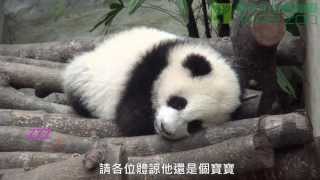 圓仔的睡眠 Giant Panda Cub Yuan Zai's Sleep